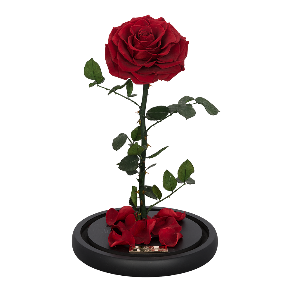 La Rose Single Dark Red