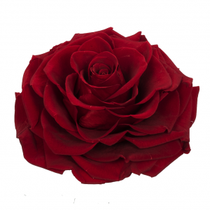 LA-ROSE-Koppen-Dark-Red-White-1-300x300