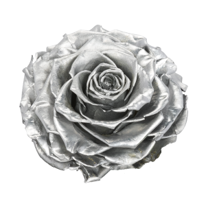 LA-ROSE-Koppen-Silver-Transparant-300x300