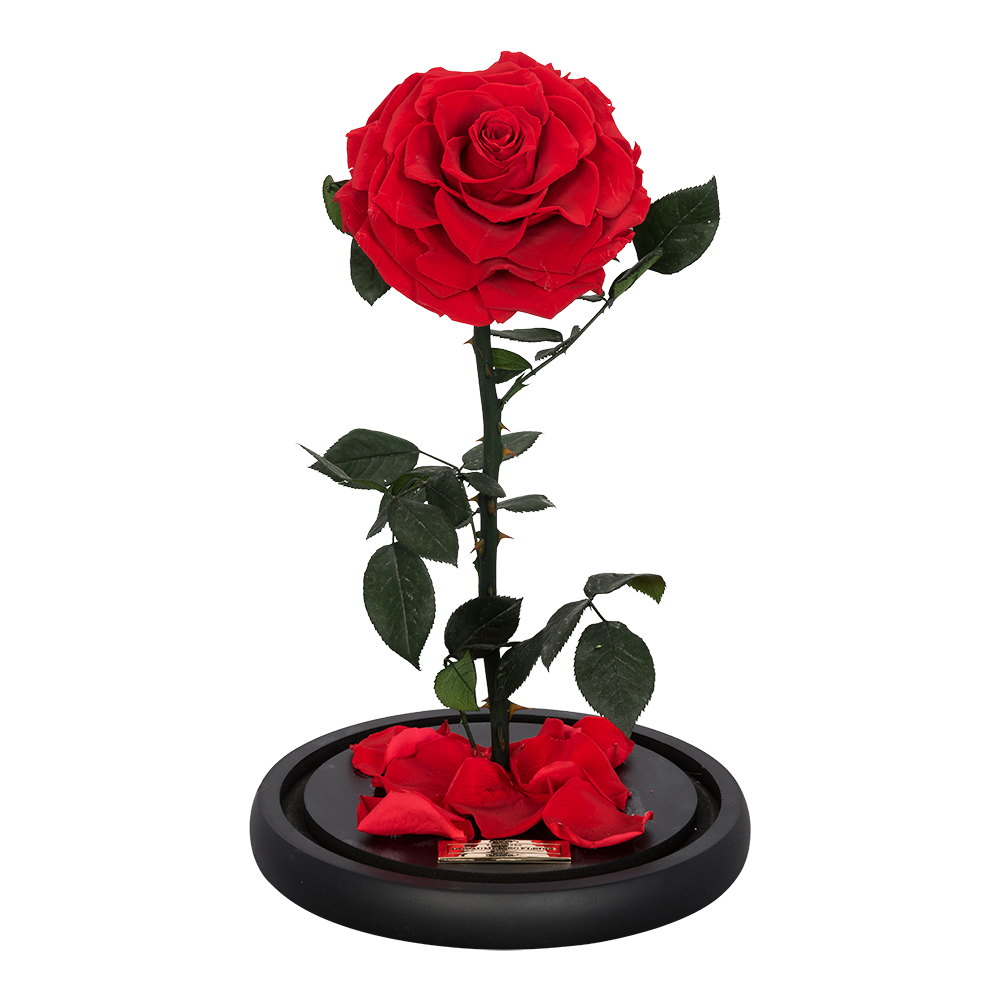 La Rose Single Red