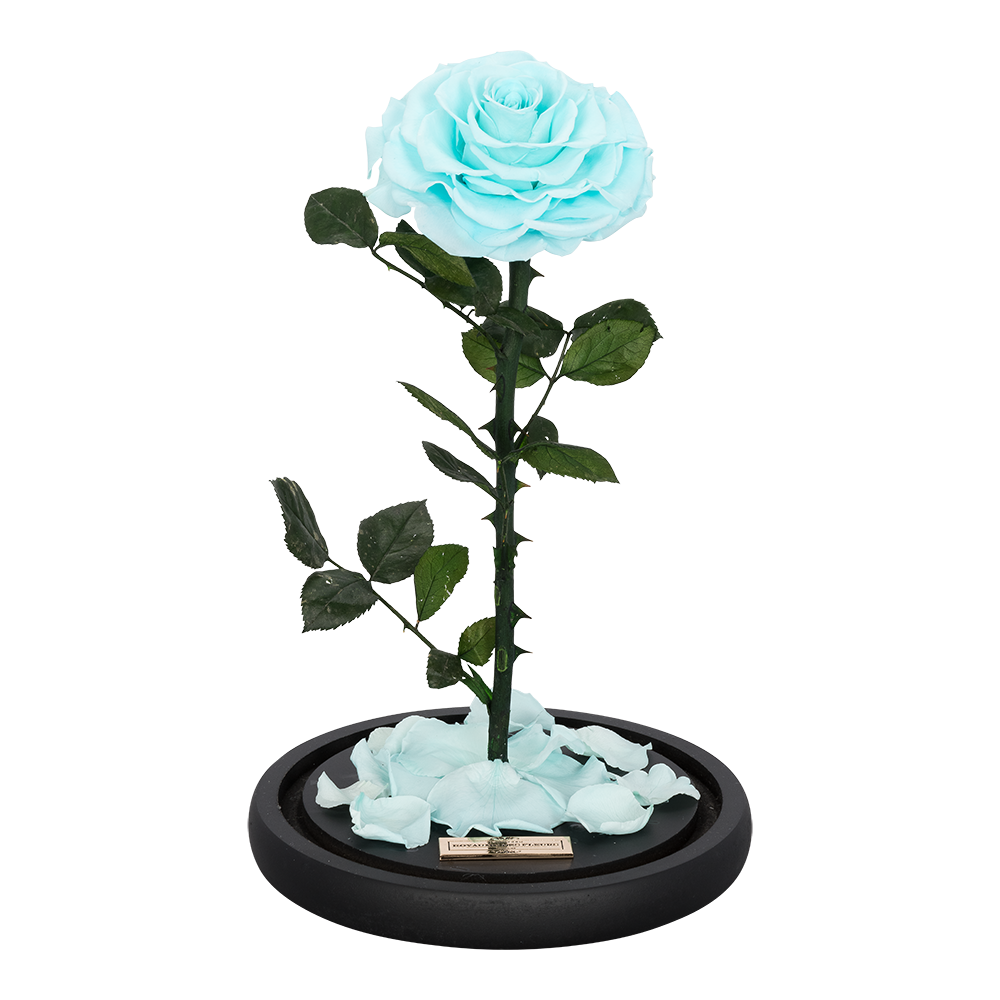 La Rose Tiffany Blue