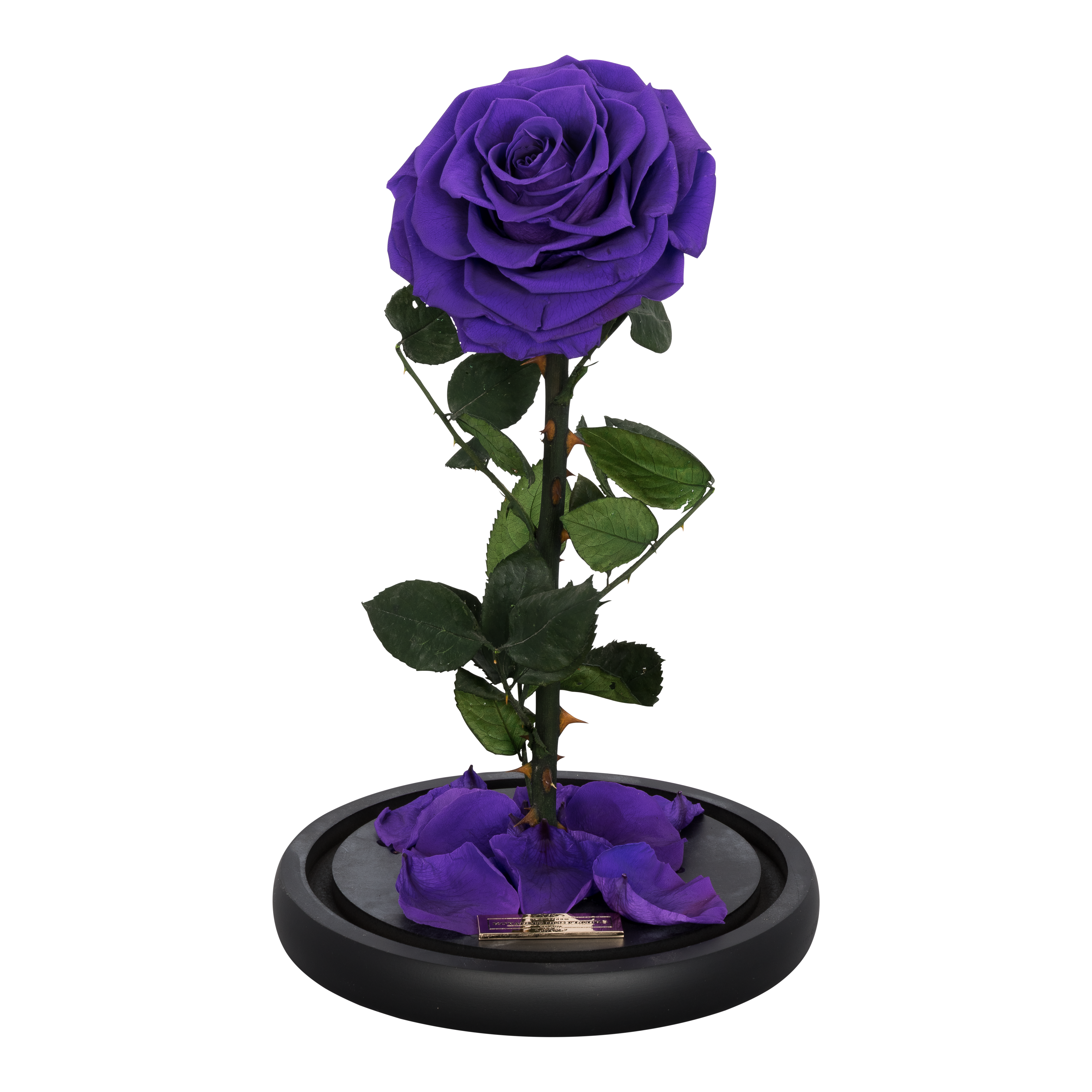 La Rose Single Dark Violet