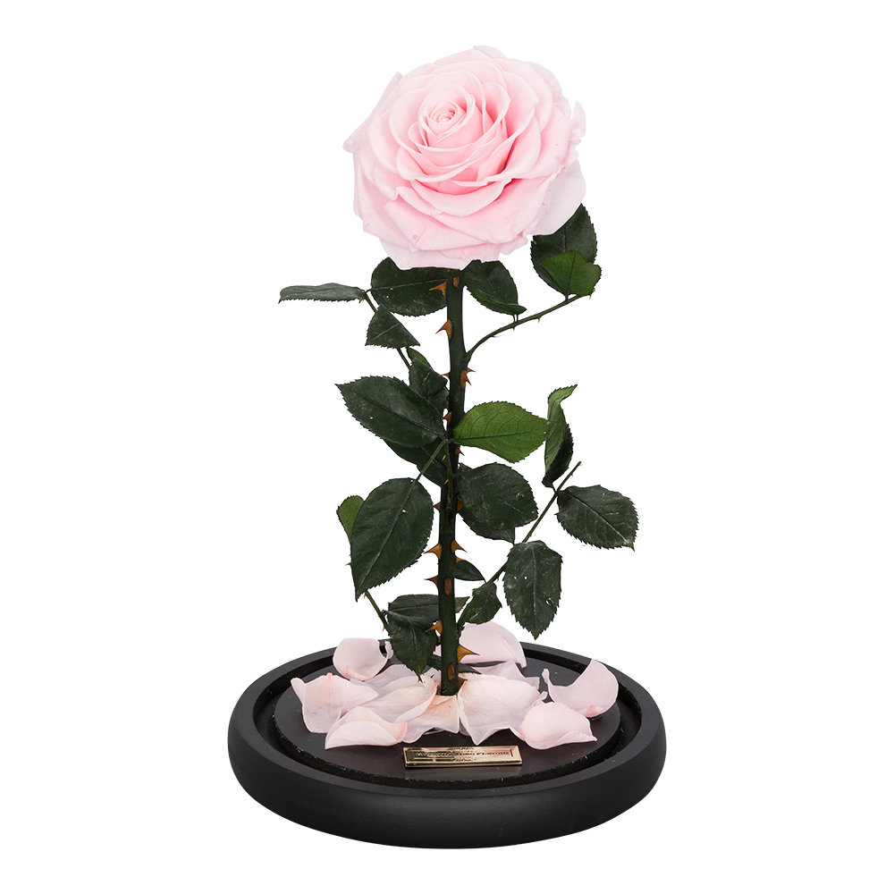 La Rose Single Sakura Pink